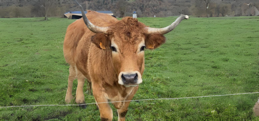 FFCB15 683 x 683 px 510 x 240 px 3